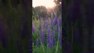 Люпины в лучах заходящего солнца