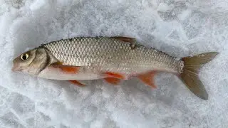 ПОСЛЕДНИЙ ЛЕД ЛОВЛЯ ЧЕБАКА И ПЛОТВЫ