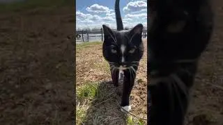 Кот убегает от половодья😂