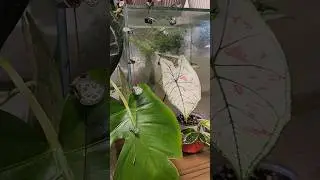 Полив растений, моя ежедневная медитация 💫 #комнатныерастения #shorts #plants #relaxing