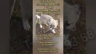 Их ЖИЗНЬ В ВАШИХ РУКАХ, помогите спасти!❗отлов Казахстан ! Щенки с мамочками...