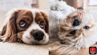 dog 8k video and photos