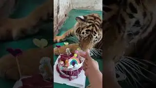 today is tiger Happy Birthday 🐯 | #tiger #animals #tigerlovers
