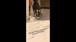 The friends never bear to grow up #5 - Funny Dogs - Funny animal - Laugh more TG