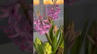 Как прекрасен этот мир🌷❤️посмотри🙏🌸Доброе утро🙏❤️🌷 