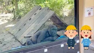 5 yrs-old Gorilla Kintaro Looking at Kindergarten kids Curiously | Momotaro Family