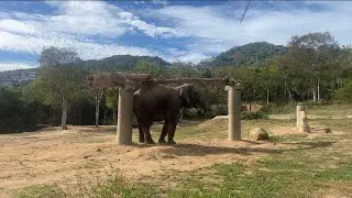Baby elephant is having fun by her own
