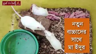 Laboratory Mouse with Baby Mouse  | Pharmacy Lab  | CoU