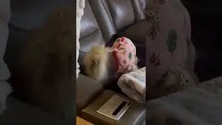 Baby monkey, all gangster.￼
