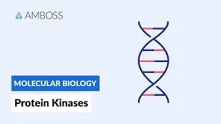 Protein Kinases: Cell Signaling and Phosphorylation