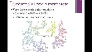 186-Ribosome Structure
