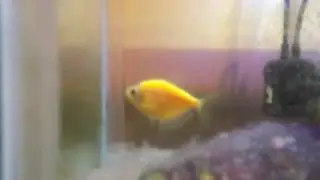 My fish on free time