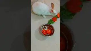 tamatar bade majedar #rabbit #kukku #shorts #youtubeshorts