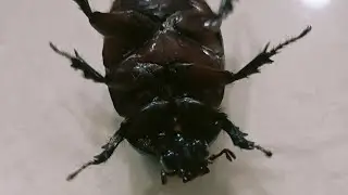 Que grandes ojos tiene este insecto 👀