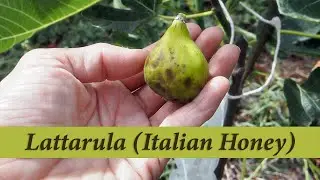Lattarula Italian Honey Breba Fig