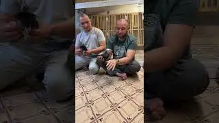 Гульсары #tadjikistan #dushanbe #голуби #kabootar #shorts 9 сентября 2024 г.