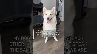 My Dog And I Staring At Each Other 👀 Pomsky Dog Ocean #shorts #doglover #youtubeshorts
