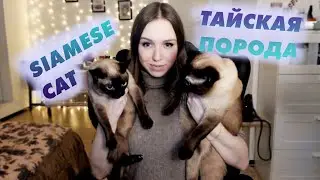 ТАЙСКИЕ КОШКИ (сиамская порода)//siamese cat 2020