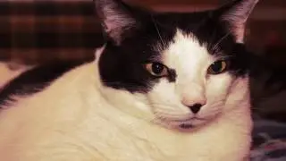 Rest In Peace, Big Al