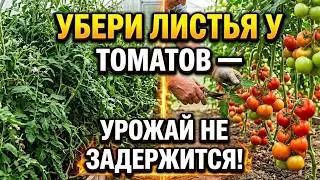 НЕ ПРОПУСТИ ЭТО В ИЮНЕ — что делать с томатами, чтобы они не ушли в ботву.