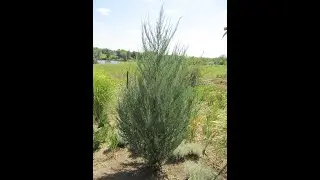 Ялівець скельний Блю Ерроу. Juniperus scopulorum Blue Arrow
