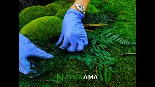 Pereti si tablouri din licheni Naturama