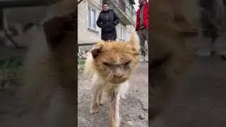 БОЛЬ МОЕГО СЕРДЦА.