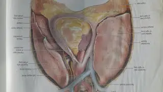 Biology  Lungs structure and its related nomenclature