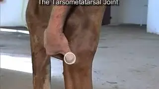 Intra-Articular Joint Injections: The Hock