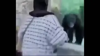 How to imitate a Gorilla