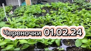 Как поживают череночки , конечно не без выпадов )
