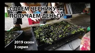 Сбор ягод в Швеции с Артемом Митюшкиным. 2019 сезон 3 серия \ Сдаем чернику. Получаем деньги.