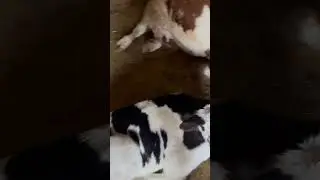 Yeni doğan buzamız