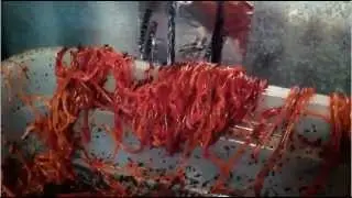 Worms: Thousands Escaping Compost Bin