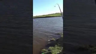 Карась на 700 грамм 👍