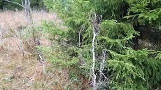 Новые места для поиска рогов.