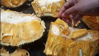 Panen buah nangka........... Di kampung.