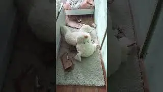 Это пи......., я в шоке.