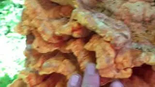 Сбор грибов
