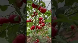 Как ускорить процесс созревания томатов