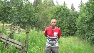 Busveet