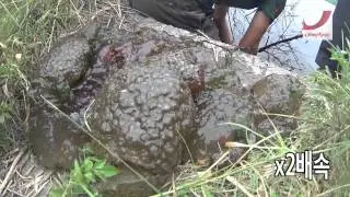 경악! 공주시 인근에서 큰빗이끼벌레 집단서식지 발견