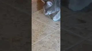 Кот напал на  Ящерицы Реакция кота охотник на ящериц 