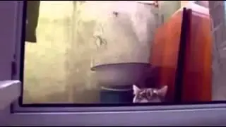 Самые лучшие приколы с кошками 2014, сборник приколов с кошками, подборка приколов, ghbrjks 2014