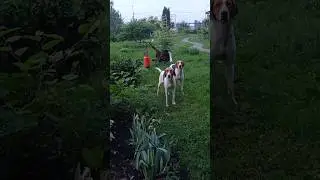 Русские пегие гончие(выжловки)2г 6 мес.