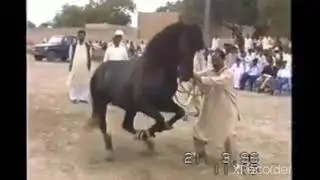 horse dancing
