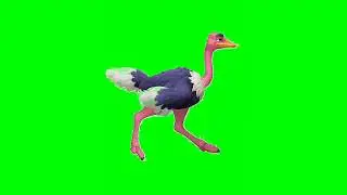 New Duck  green screen video  effect green vfx