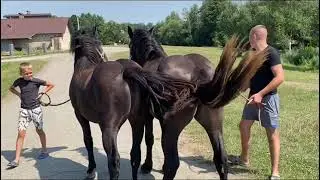 Лошиці на Продажу