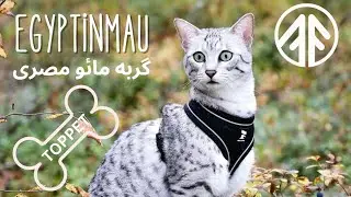 معرفی گربه مائو مصری🐈🐈‍⬛🐱