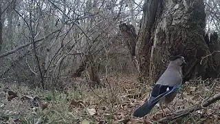 ჩხიკვი Garrulus glandarius jay Sójka